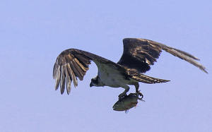 Osprey with catch - Photo by Nancy Schumann