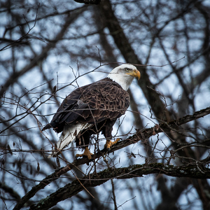 Our National Emblem, the American Eagle - Photo by Elaine Ingraham
