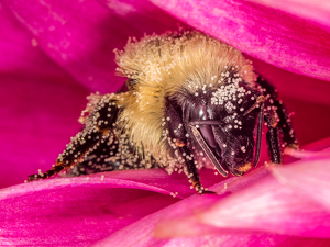 Over pollinated - Photo by Frank Zaremba, MNEC