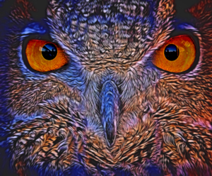 Owl - Photo by Richard Busch