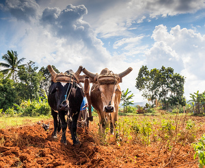 Oxen Plowing Tobacco Field - Photo by Nancy Schumann