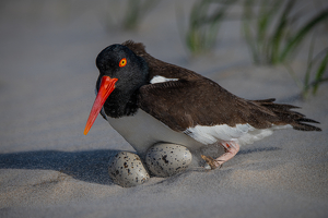 Oyster Catcher with Eggs - Photo by Danielle D'Ermo