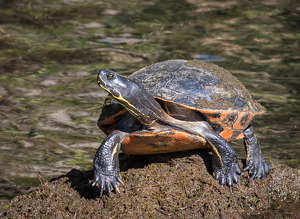 Painted Turtle - Photo by Lorraine Cosgrove