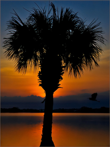 Salon HM: Palm Tree Sunset by Frank Zaremba, MNEC