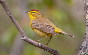 Palm warbler on the vine. - Photo by Merle Yoder