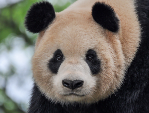 Panda Portrait - Photo by Susan Case