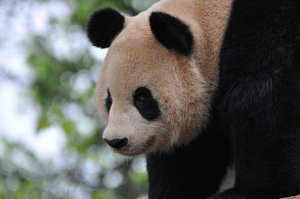Panda - Photo by Susan Case