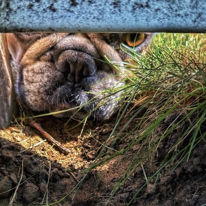 Peeking Under The Fence - Photo by Dolores Brown