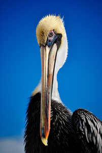 Pelican Portrait - Photo by Linda Fickinger