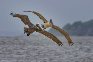 Pelicans in Formation - Photo by John McGarry