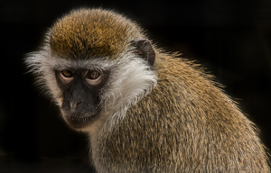 Salon HM: Pensive Monkey by Libby Lord
