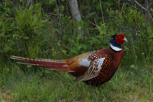 Pheasant - Photo by Bill Latournes