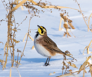 Salon HM: Picking Seeds, A Horned Lark by Libby Lord