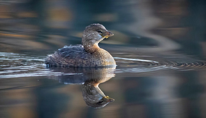 Pied-billed Grebe - Photo by Merle Yoder