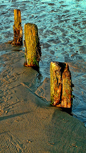 Pilings and Prints - Photo by Bruce Metzger