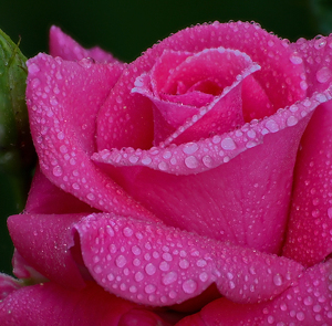 Pink Rose After the Rain - Photo by Bill Latournes
