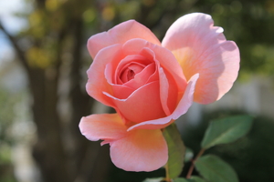 Pink Rose - Photo by James Haney