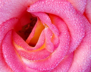Pink Rose - Photo by Bill Latournes