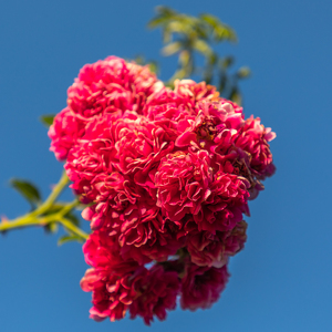 Pink Roses, Elizabeth Park - Photo by Nancy Schumann