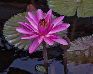 Pink Water Lily - Photo by Ben Skaught