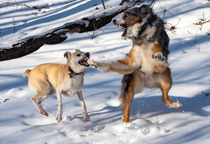 Playful dogs - Photo by Nancy Schumann