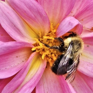 Pollinating - Photo by Quyen Phan