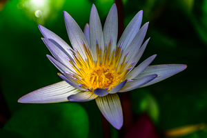 Class A HM: Pond LIlly by Peter Rossato