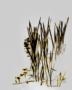 Pond Reeds - Photo by Alene Galin