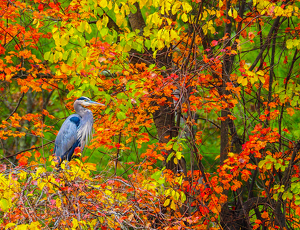 Pop Art Heron - Photo by Marylou Lavoie