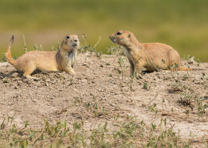 Class A HM: Prairie Dog Playtime by Grace Yoder