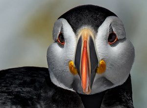 Salon HM: Pretty Puffin by Libby Lord