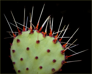 Prickly Cactus - Photo by Bill Latournes