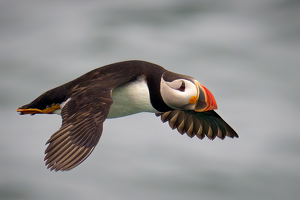 Puffin in flight by Jeff Levesque