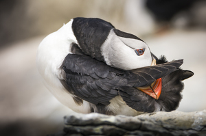 Puffin Preening at Nesting site - Photo by Danielle D'Ermo