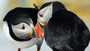 puffins in love - Photo by Libby Lord