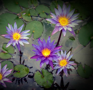 Class B 2nd: Purple in a Pond by Mary Anne Sirkin