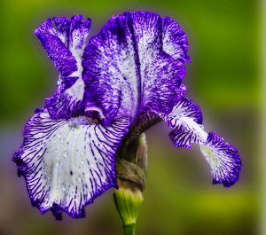 Purple Iris - Photo by Ben Skaught