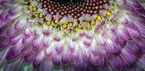 Purple Petals - Photo by Bert Sirkin