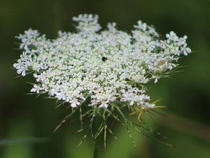 Queen Annes Lace - Photo by Harold Grimes