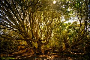 RI tree - Photo by John Parisi