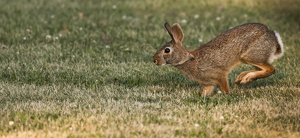 Rabbit Hopping - Photo by Grace Yoder