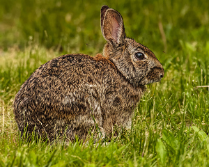 Rabbit in the grass - Photo by Frank Zaremba, MNEC