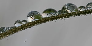 Class A HM: Raindrops On A Blade Of Grass by Bill Latournes