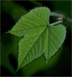 Raindrops On Leaf - Photo by Bill Latournes
