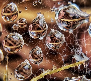 Raindrops on Spiderwebs - Photo by Dolores Brown