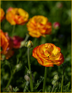 Ranunculi in Bloom - Photo by John Straub