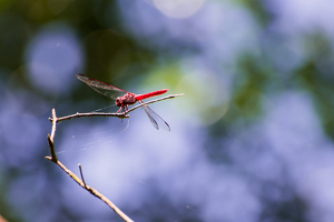 Red Dragon Fly - Photo by Peter Rossato