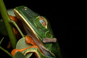 Red eyed tree frog at night - Photo by Chris Wilcox