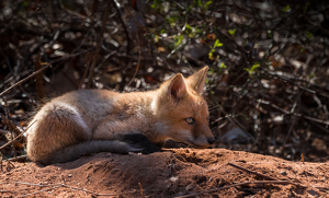 Red Fox kit - Photo by Nancy Schumann