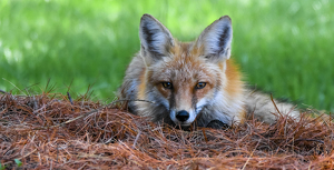 Red Fox under a Pine Tree - Photo by Libby Lord